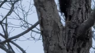 Woodpecker in a tree