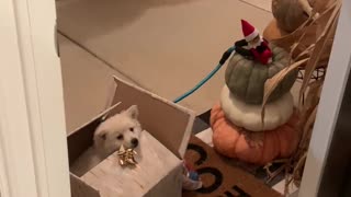 Elf On The Shelf Shocks Little Girl With Surprise Christmas Gift