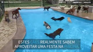 Dezenas de cães se divertem em piscina