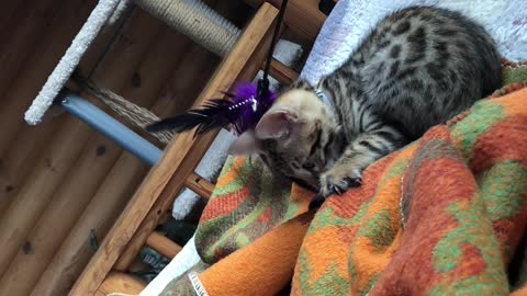 beautiful kitten plays with a toy