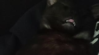 young cat sleeps with his tongue out