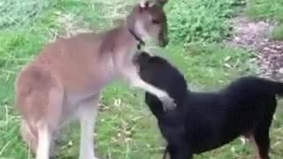 Funny Kangaroo and Dog playing