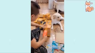 Lovely Cute Puppies Funny and Smart Dogs