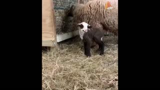 Cute baby animals video compilation