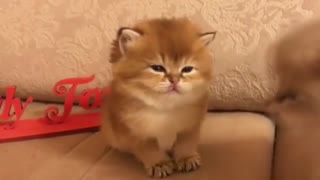 New Funny pet animal videos compilation.