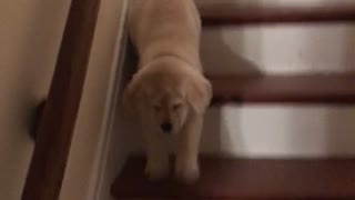 Puppy Versus Stairs