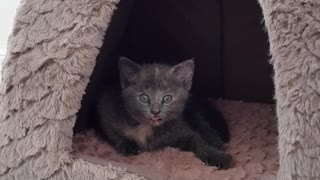 Funny kitten caught wiggling her tongue