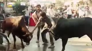 Animals fight