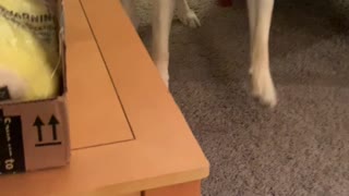 Doggy Excitedly Opens His New Toy