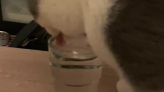 Cat drinking water question