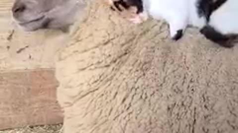 Waffles the sheep loves a good massage from her good feline friend, Luci! 🥰🐑😸