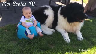 Dogs And Babies Playing Together Compilation