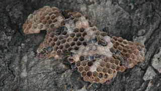 Hornets or wasps are nesting on trees