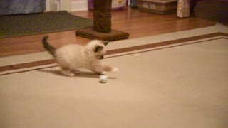 Adorable Siamese Kitten Plays With Tin Foil Ball