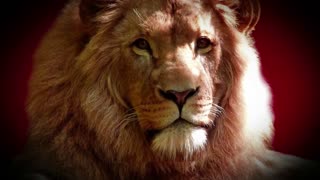 Lion viral video
