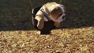 Bulldog puppy really enjoys swing at playground