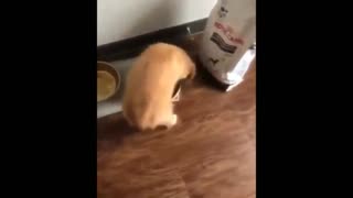 NEW FUNNY DOG PLAYING VIDEO