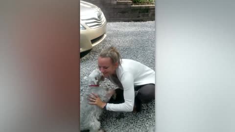 DOG FAINTS AFTER BEING REUNITED WITH HER OWNER