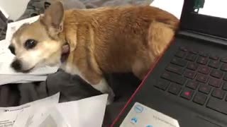Dog hilariously scratches his back using laptop