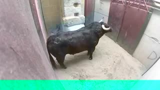 very Dangerous Bulls Fight video Best animal fights