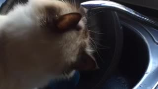 Cat drinking water from fountain
