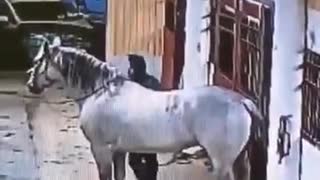 Funny Horse Climb Fail 1