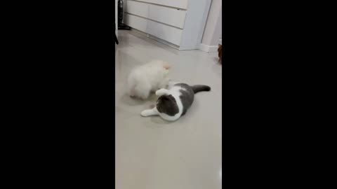 Dog's best friend is a sweet and playful cat