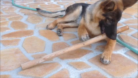 German Shepherd Puppy Dog Where did you find the stick