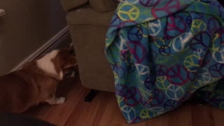 Curious corgi has mind blown by recliner noises