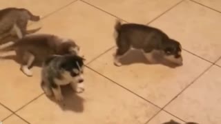 Husky puppies first time walking around and howling