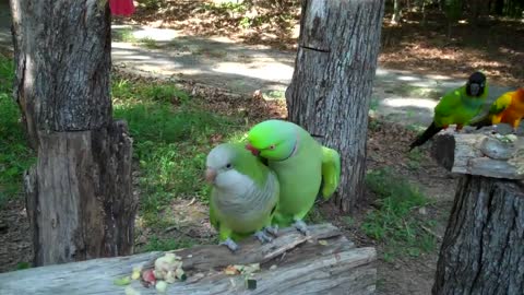 Parrots in nature