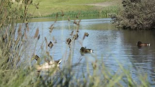 Ducks enjoys swimming in the lake