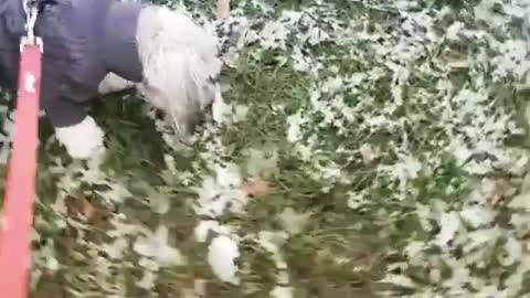 Dog barks at a small snowman on grass field
