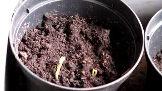 Time Lapse Video Of Growing Seeds