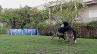 2 Dogs playing