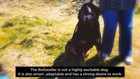 most amazing facts about rottweilers