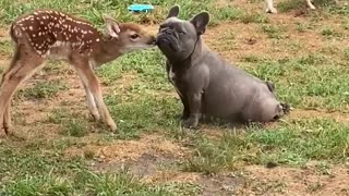 Fawn and Frenchie Exchange Friendly Smooches