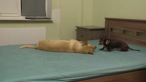 Dachshund patiently waits for dog to wake up for playtime