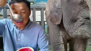 The breeder and the elephant share the watermelon