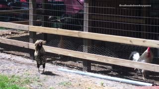 Chickens moving around making sounds