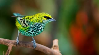 Exotic Birds | Free Sound Effects | Animal Sounds