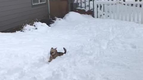 Tiny dog can’t jump through the snow.