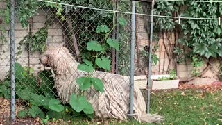 Fluffy Dog Forces Way Through Fence