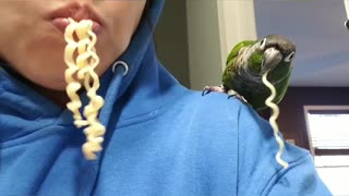 Parrot and owner share noodle treat together