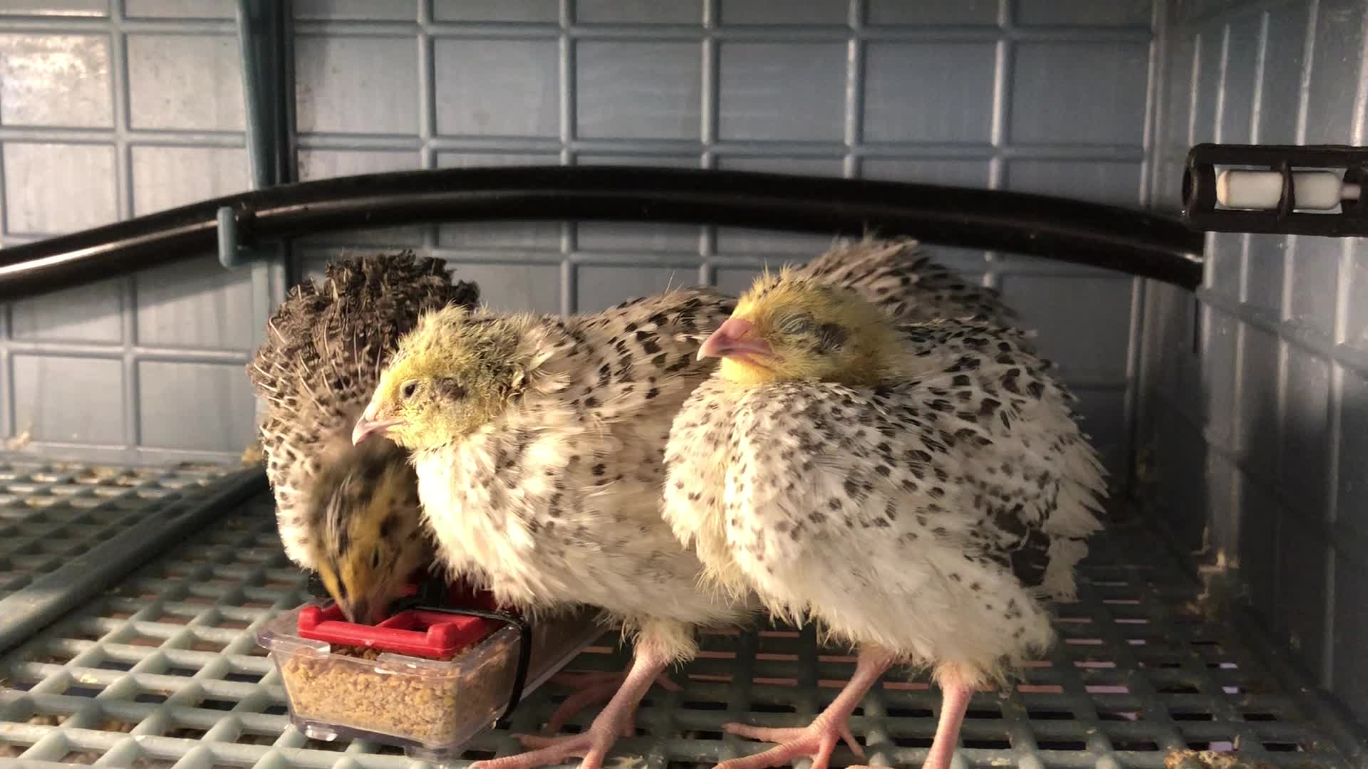 Pearl Coturnix Quail Chicks- 3 weeks old