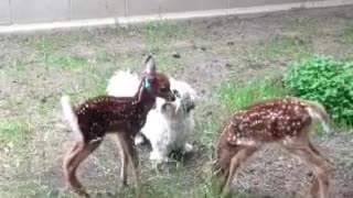 Dog and fawn play fight / Funny Animals