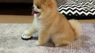 Clever Pomeranian "orders" his meal using a ring bell