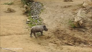 Baby Rhino Charging Compilation