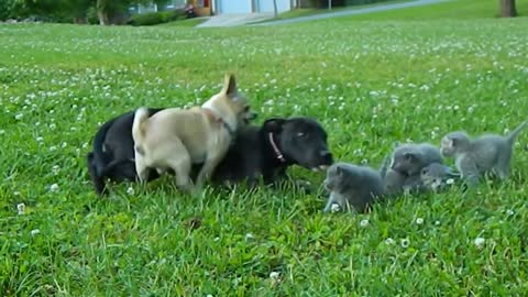 Brave Pup protects kittens