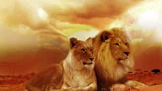 amazing lions couple